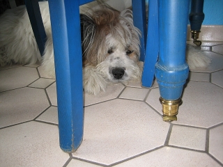 Sammy unter dem Tisch