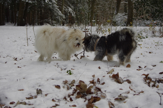 Unsere Hunde im Schnee