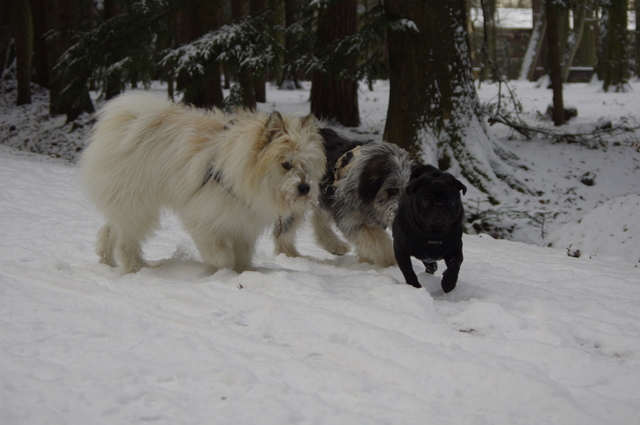 Unsere Hunde im Schnee