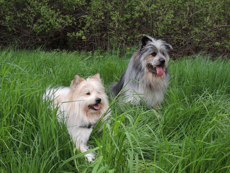 Unsere Hunde im Mai 2013