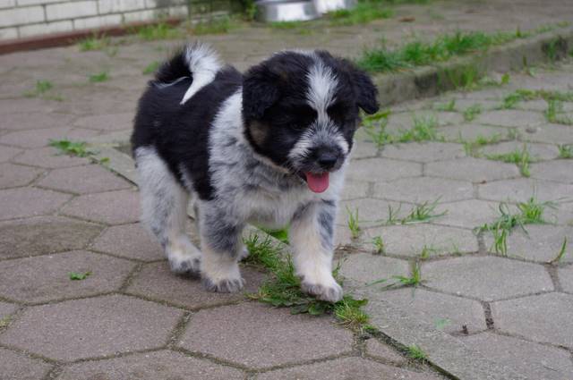 Quirino bei der Elo-Ranch